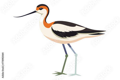 avocet bird vector artwork illustration 