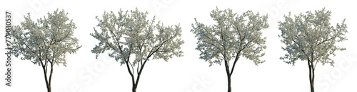 Cherry trees sakura white blossoming frontal set street summer trees medium and small isolated png on a transparent background perfectly cutout (Prunus cerasus, Prunus avium)