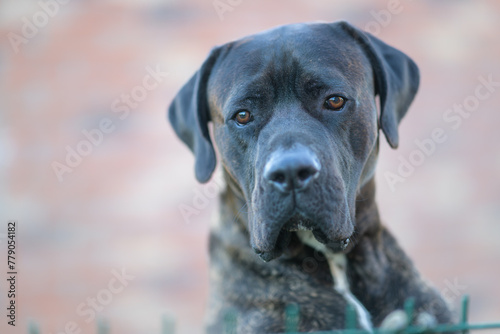 Portrait en gros plan d'un gros chien Cane Corso gris et blanc avec des yeux marrons