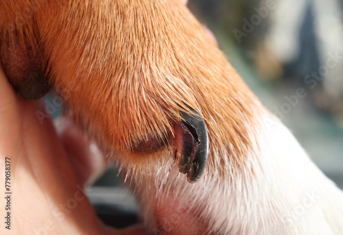 Split dew claw on dog paw. Close up of puppy dog dewclaw broken. Dog first aid concept and when to visit veterinarian for nail or claw injuries. Female Harrier mix. Selective focus.
