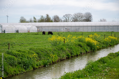 Rural Dutch landscape with green pasture, pear tree in blossom and farms in Gelderland