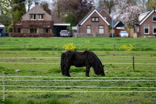 Rural Dutch landscape with green pasture, horses and farms in Gelderland