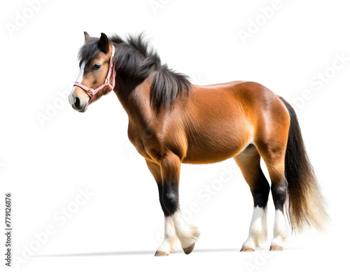 pony auf vier beinen isoliert auf weißen Hintergrund, Freisteller