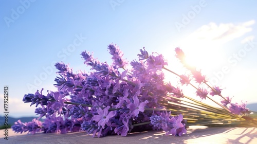 lavender field at sunset high definition(hd) photographic creative image