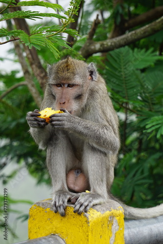 Macaca fascicularis (Monyet kra, kera ekor panjang, monyet ekor panjang, long-tailed macaque, monyet pemakan kepiting, crab-eating monkey) on the tree.