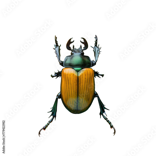 A close up of a beetle with a Transparent Background
