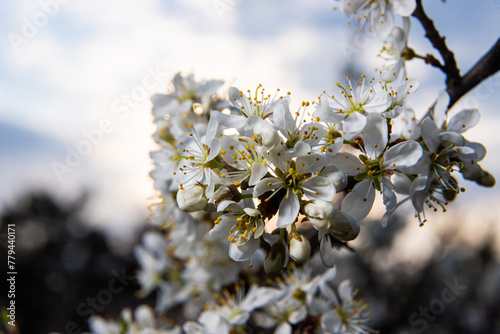 Prunus spinosa, Sloe white flowers in spring. Wild plant from the Rosaceae family witch produces edible berries in late autumn