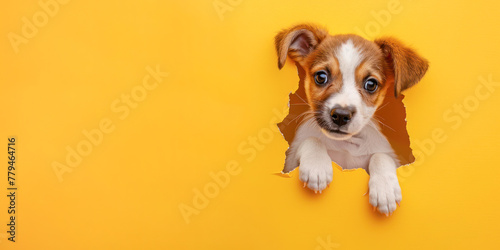 A heartwarming puppy pokes its head through a ripped yellow paper, embodying delight and playfulness, perfect for engaging advertising material.