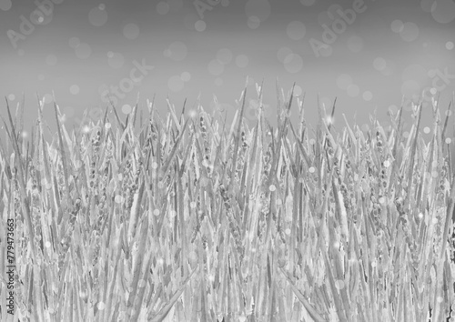 水墨画風水彩で描いた雨に煙る稲の風景モノトーンイラスト【手描き】