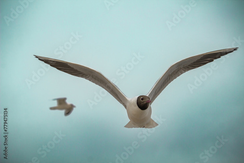 A Black headed gull (Chroicocephalus ridibundus) flying