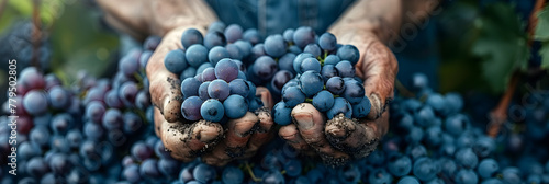 Close-up of Farmer Hands Picking Up Grapes, close-up shot of weathered farmer hands gently harvesting ripe grapes in a sunlit vineyard