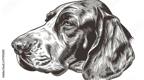 Vector antique engraving illustration of basset hound