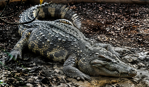 Siam crocodile on the ground. Latin name - Crocodylus siamensis
