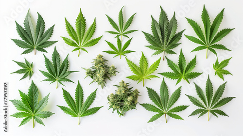 A collection of marijuana leaves and buds are arranged in a row