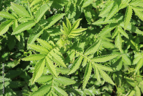 close up of agrimony foliage