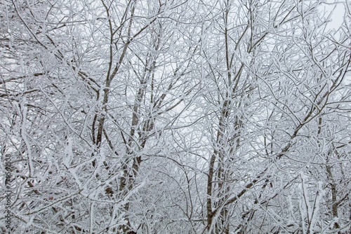 Leafless branches of trees against cloudy sky in winter.