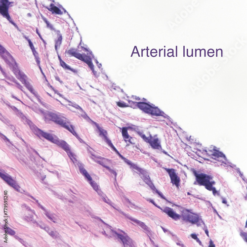 This photo shows simple squamous epithelial cells on the surface of the human great artery, which has the functions of exchange and secretion.