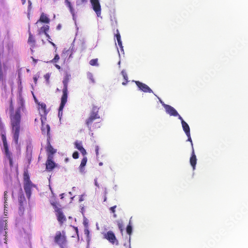 This photo shows simple squamous epithelial cells on the surface of the human great artery, which has the functions of exchange and secretion.