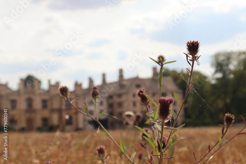 Wild flower in the field with the Palace in Gatchina background