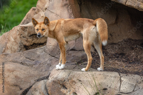 Close-up portrait of an Australian Dingo (Canis lupus dingo), which is related to the Singing Dog of New Guinea, looking intently at a possible prey, ears pointing up and tail raised with anticipation