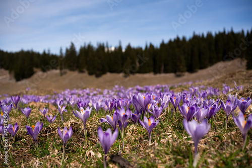 Velika Planina, Slovenia. Saffron glowering season in the meadows. Shepherd’s village, trip to the Slovenian Alps
