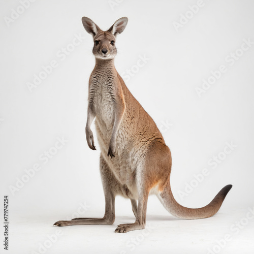 Kangaroo isolated on a white background