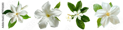 Collection of Single star jasmine flower top view cutout png isolated on white or transparent background
