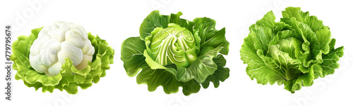collection of organic natural full cauliflower, cabbage and romaine lettuce vegetable isolated on white background.