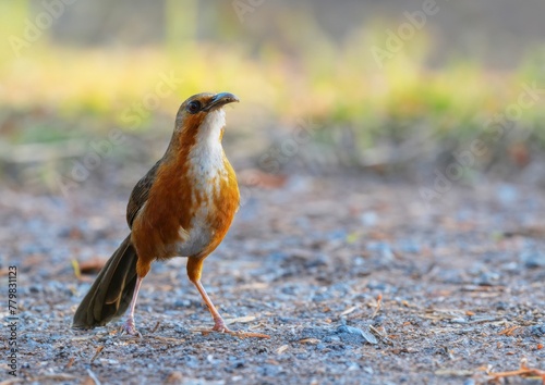 Brown bird standing on the ground Rusty-cheeked scimitar babbler