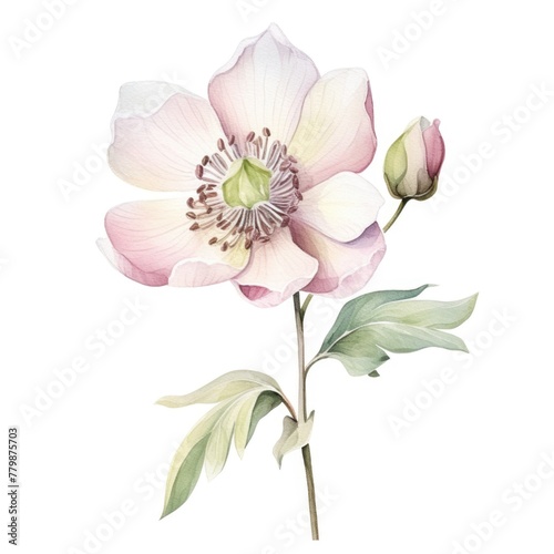 Hellebore flower watercolor illustration. Floral blooming blossom painting on white background