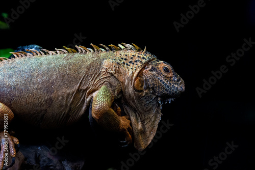 Iguana reptil verde con fondo oscuro
