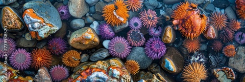Sea urchins in their natural habitat with a photograph capturing them nestled among rocks at the water's edge