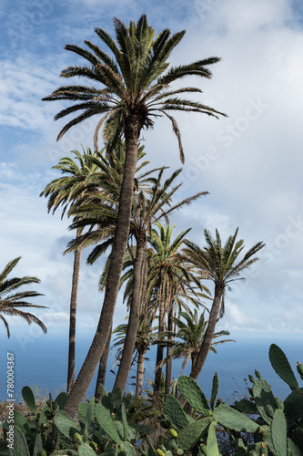 Canary palm trees