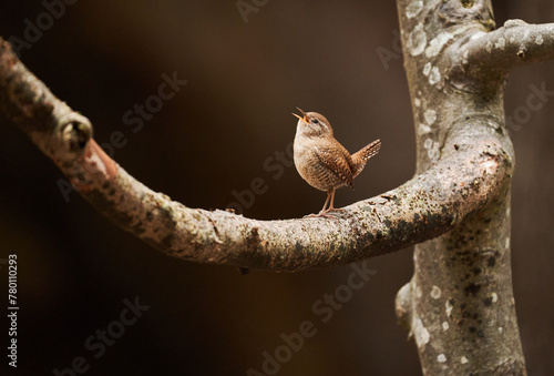 Eurasian wren singing