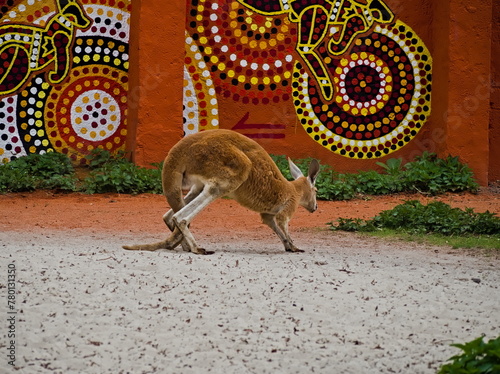 kangoo in the Wrocław zoo 