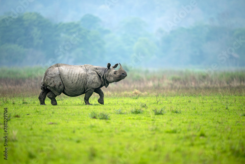 A male greater one-horned rhino walks in an alert manner with head raised in a meadow at Burapahar range of Kaziranga National Park, Assam, India