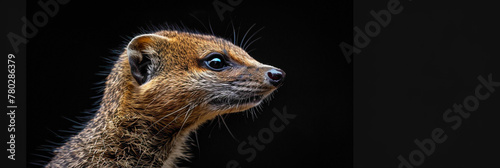 a Mongoose beautiful animal photography like living creature