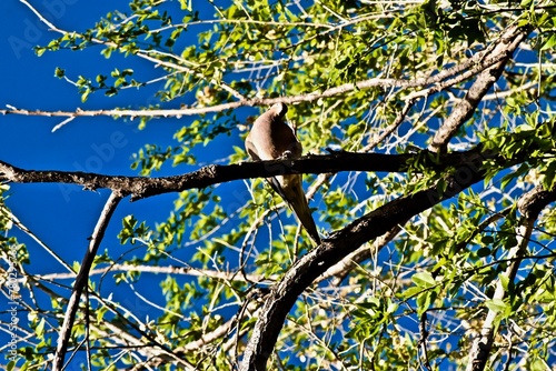 Mourning Dove Resting in Elm Tree, Canyon, Texas, Spring of 2024, in the panhandle near Amarillo. 
