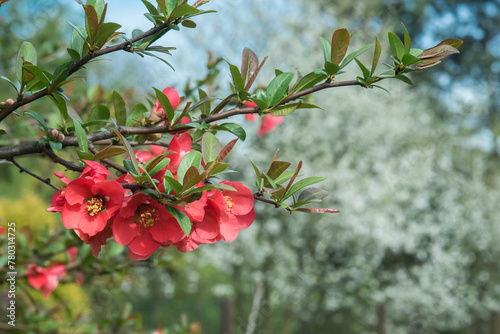 czerwone kwiaty kwitnącego krzewu na wiosnę