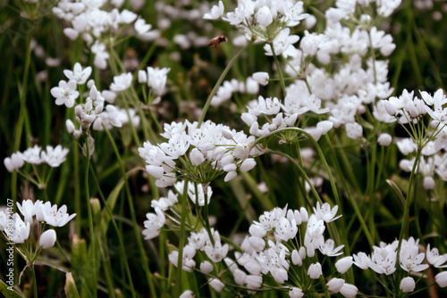 Fiori bianchi dell'aglio 