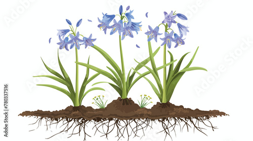 General view of Siberian squill or Scilla siberica