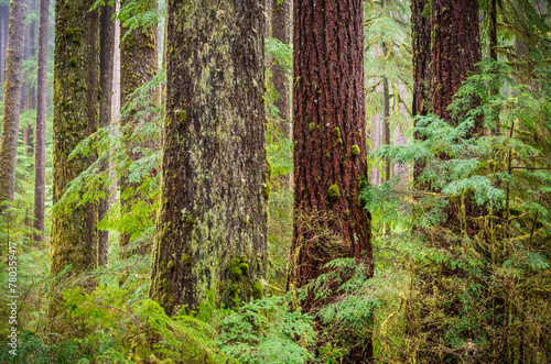 Sol Duc Falls trail in Olympic National Park