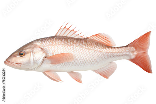 Fish Swimming in Water. On a White or Clear Surface PNG Transparent Background.