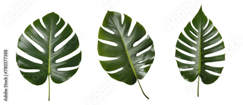 three green monstera leaves isolated on transparent background