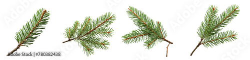 fir leaves isolated on transparent background