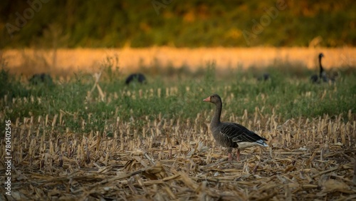 Greylag goose standing in a field of straw