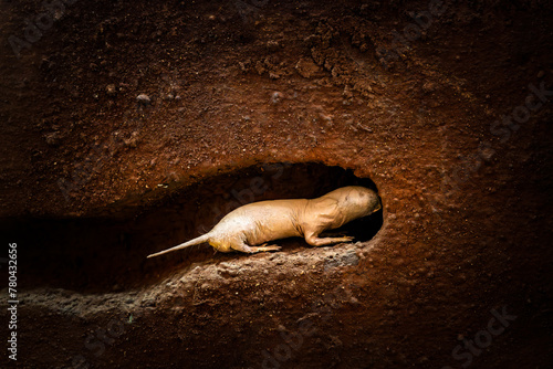 Naked molerat Heterocephalus glaber digging at underground tuber