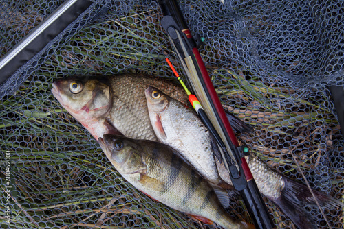 Assort kinds of fish - freshwater common bream, common perch or European perch, white bream or silver bream with float rod on black fishing net..