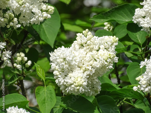 White common lilac in the spring. Syringa vulgaris