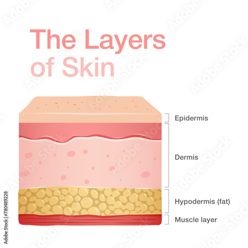 Diagram of normal human skin structure. Infographic with detailed description of skin layers. Vector illustration can be used for educational purpose for medical science and dermatology..